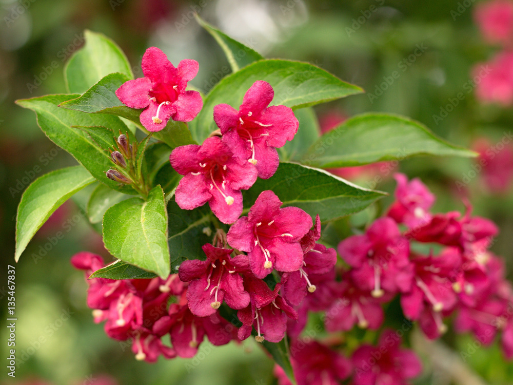 Pink bush blooming in the park Pink bush blooming in the park