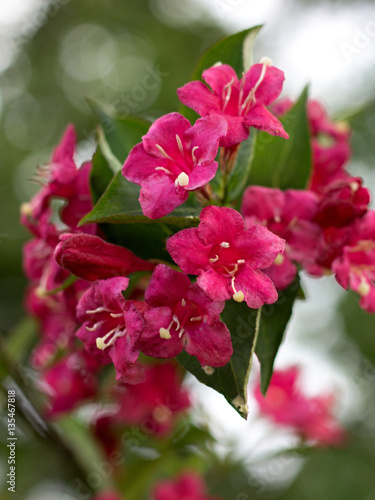 Pink bush blooming in the park