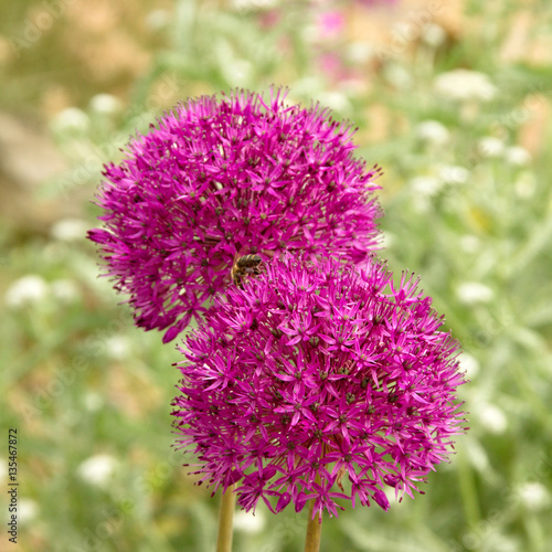 ornamental garlic blooming in the garden