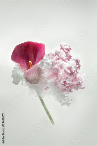 Fototapeta Naklejka Na Ścianę i Meble -  purple calla in a pink ink cloud