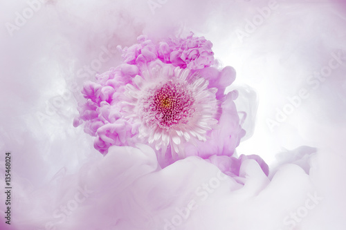 Fototapeta Naklejka Na Ścianę i Meble -  pink chrysanthemum in swirls of a color cloud