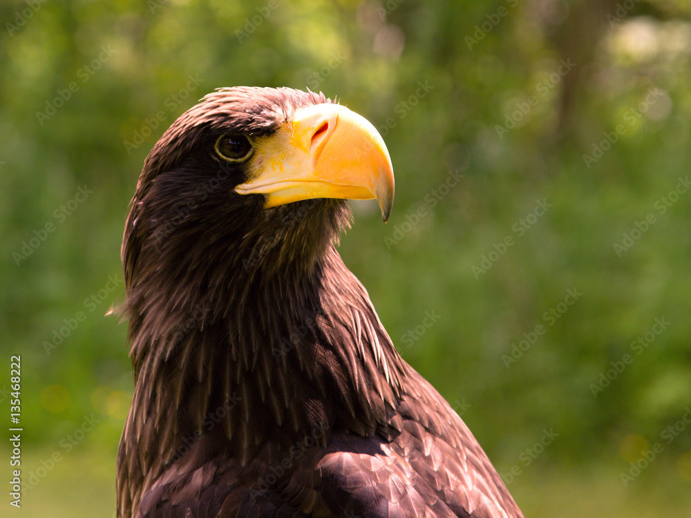 Fototapeta premium A closeup of the head of an eagle