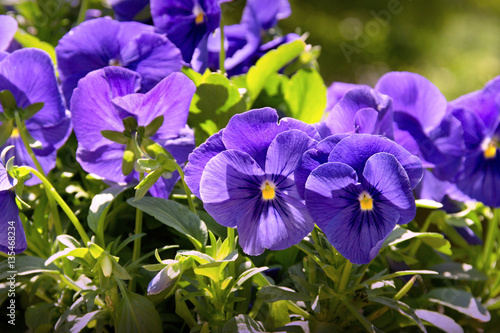 blue pansies in the park