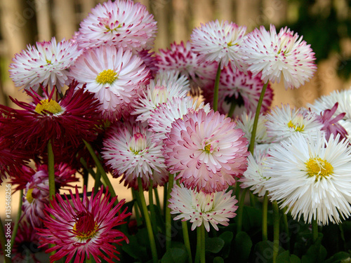 pink daisies in a flowerpot