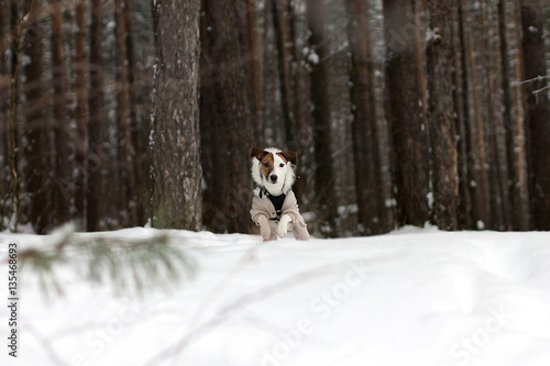 Fototapeta Naklejka Na Ścianę i Meble -  Jack Russell in the winter forest, snow, winter, walk