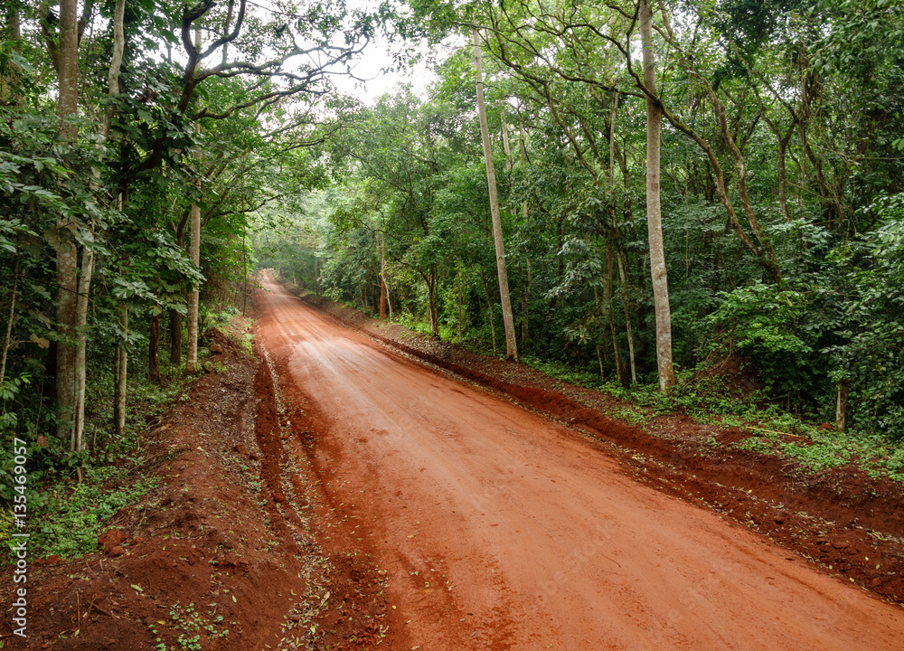 Obraz premium The forest in Uganda with track