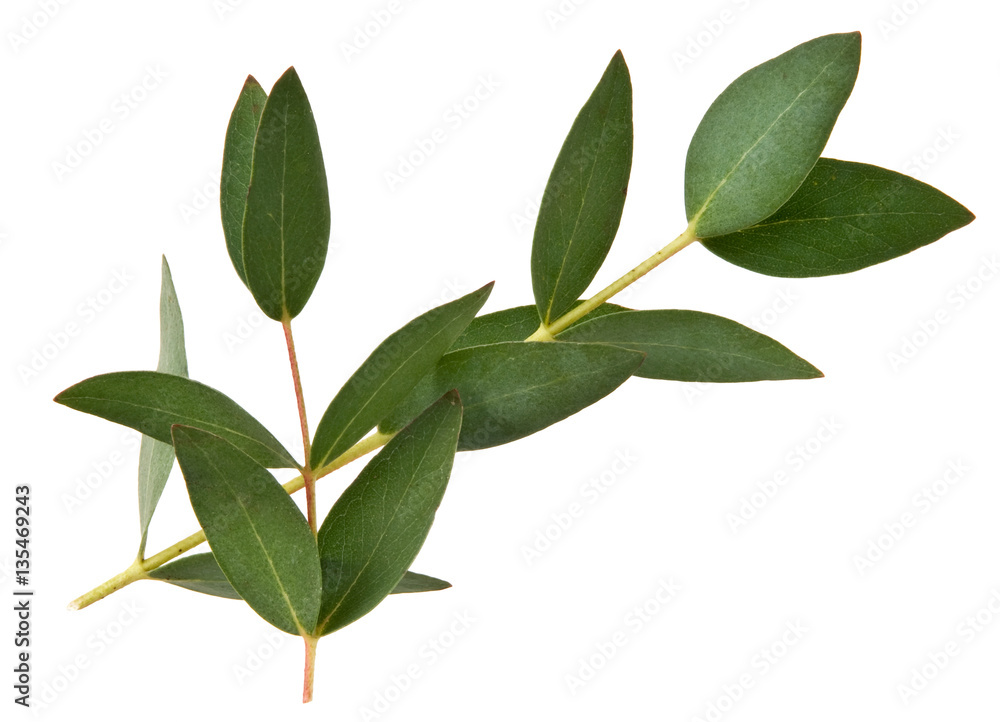 Eukalyptus auf Weiß Eukalyptus auf Weiß