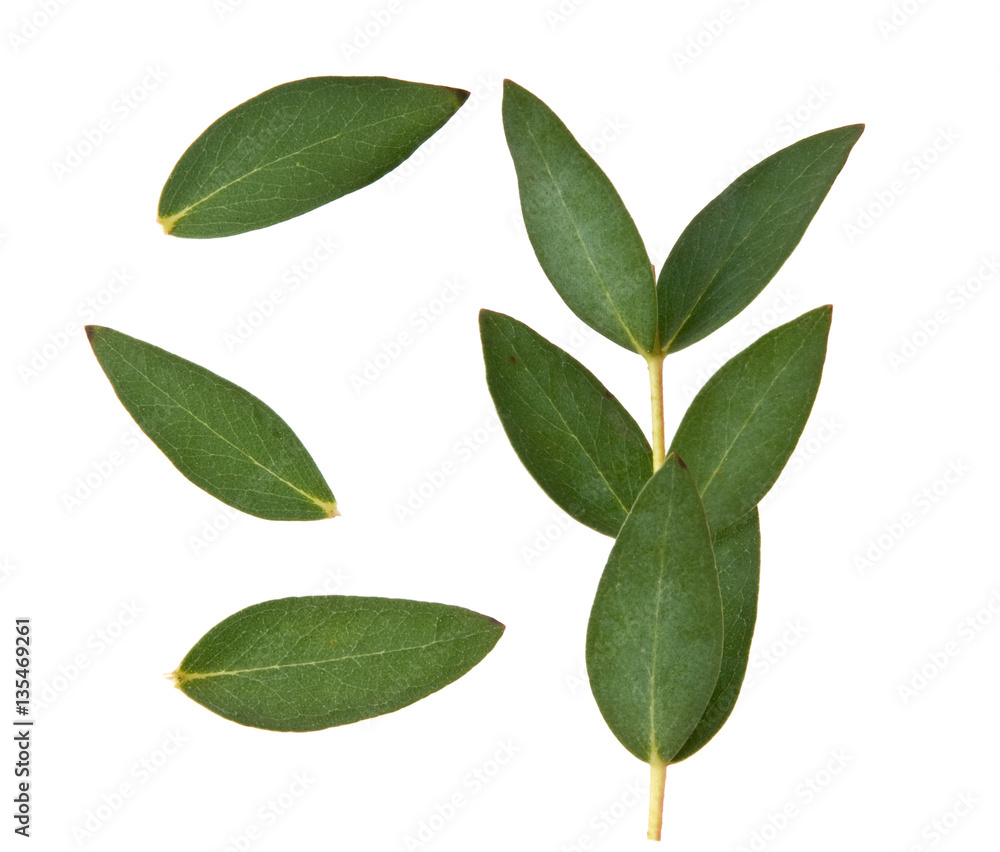 Fototapeta premium Eukalyptus auf Weiß