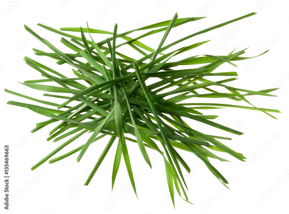 Fototapeta premium Gras auf Weiß