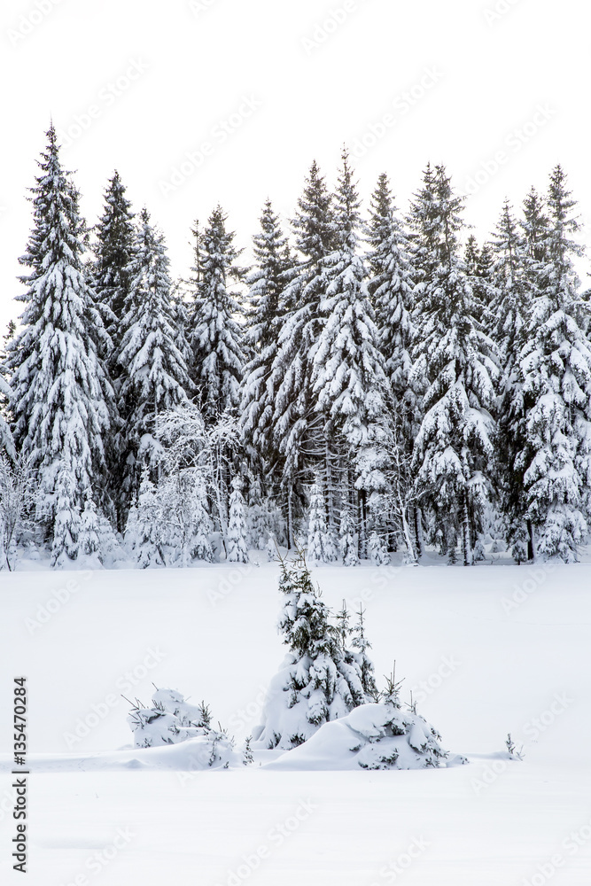 Fototapeta premium Winter scenery with snow