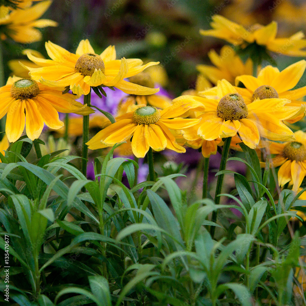 Fototapeta premium beautiful garden flowers