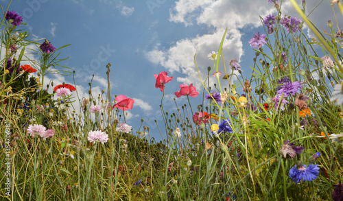 English summer meadow