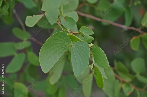 Mopane Baum