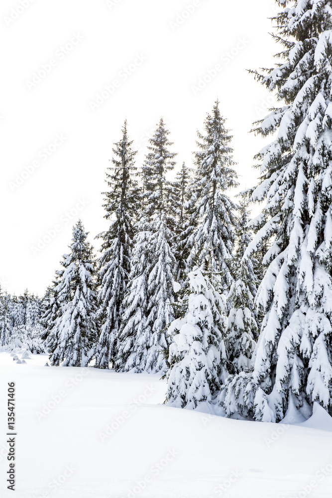 Winter scenery with snow Winter scenery with snow