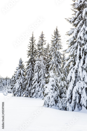 Winter scenery with snow