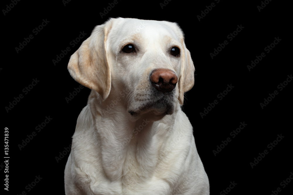 Close-up Portrait of sad Labrador retriever dog on isolated black background, front view Close-up Portrait of sad Labrador retriever dog on isolated black background, front view