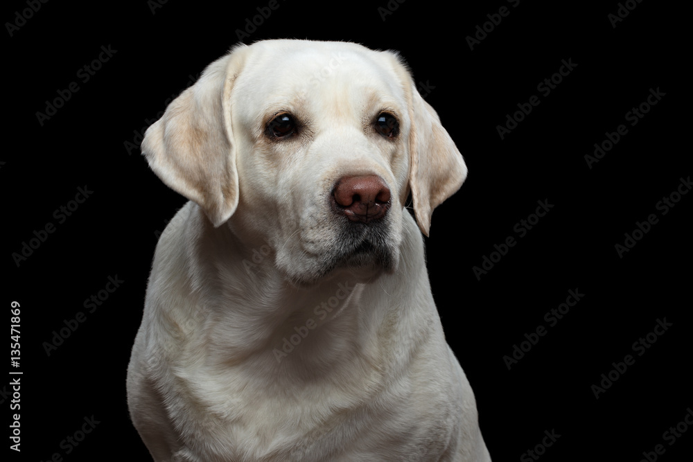 Close-up Portrait of sad Labrador retriever dog on isolated black background, front view Close-up Portrait of sad Labrador retriever dog on isolated black background, front view