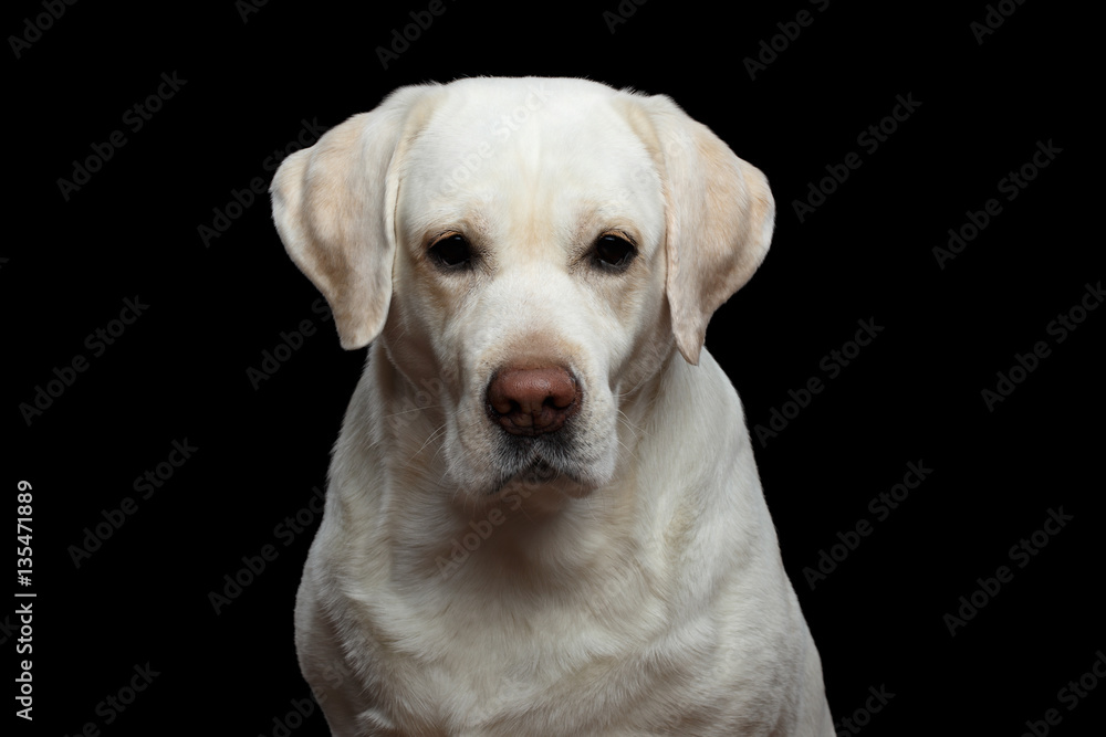 Close-up Portrait of Unhappy Labrador retriever dog looking in camera on isolated black background, front view Close-up Portrait of Unhappy Labrador retriever dog looking in camera on isolated black background, front view