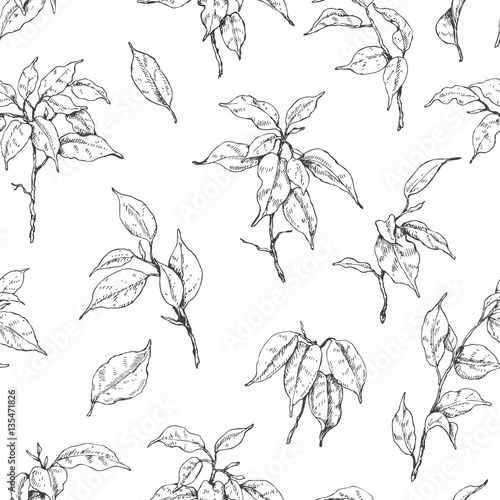 Hand Drawn Ficus Branch Pattern