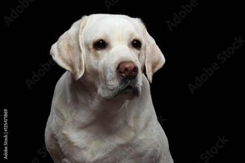 Close-up Portrait of sad Labrador retriever dog on isolated black background, front view