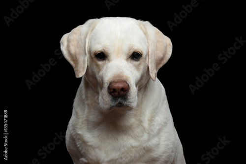 Close-up Portrait of Unhappy Labrador retriever dog looking in camera on isolated black background  front view