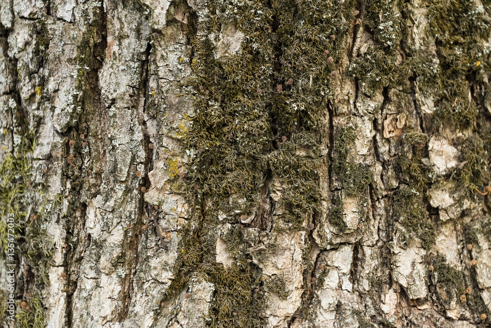 Background texture of tree bark. Macro shot. Background texture of tree bark. Macro shot.
