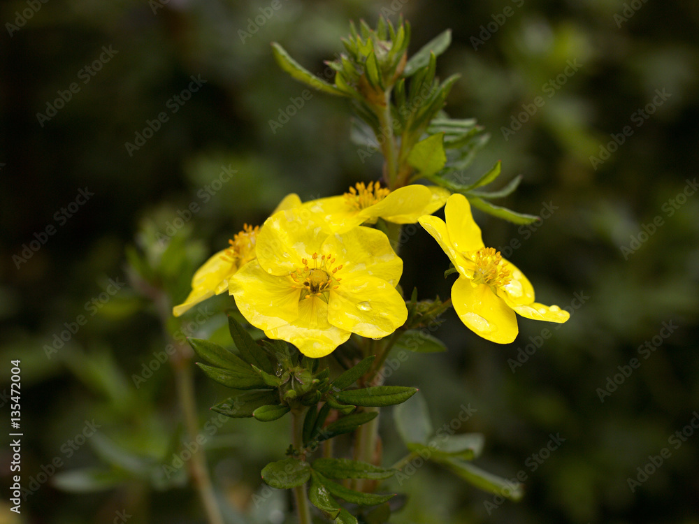 Obraz premium yellow cinquefoil blooming in the park