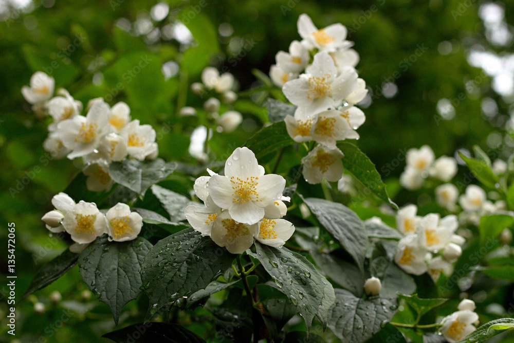 Fototapeta premium Photo of the Jasmine Flower Blossom in Summertime