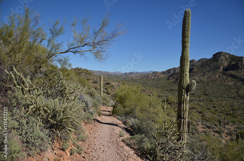 Saguaro Lake