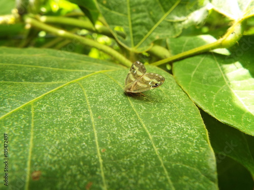 ベッコウハゴロモ bug