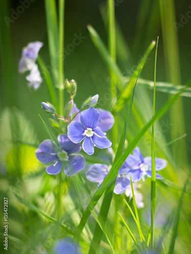 Fototapeta Naklejka Na Ścianę i Meble -  blue veronica flowering on a meadow