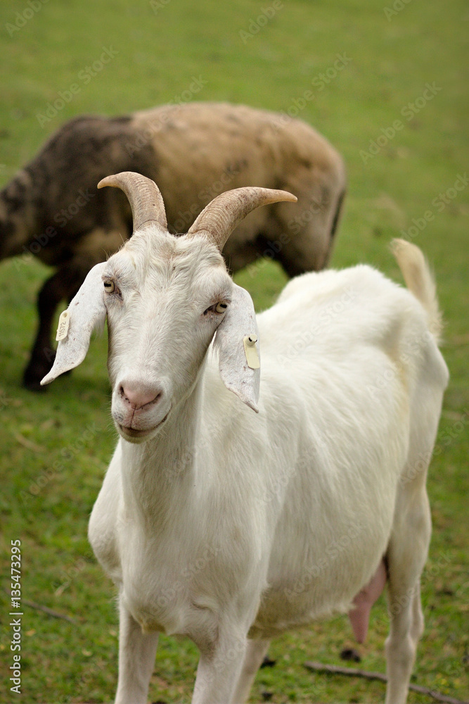 White goat on a sunny meadow summer day White goat on a sunny meadow summer day