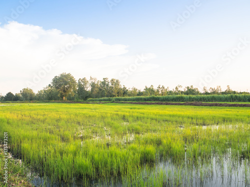 Landscape of agriculture farm green rice and sky