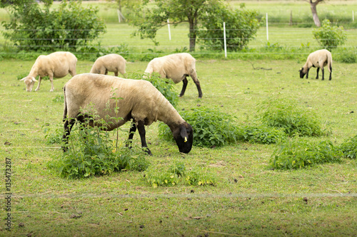 sheep grazing in the meadow