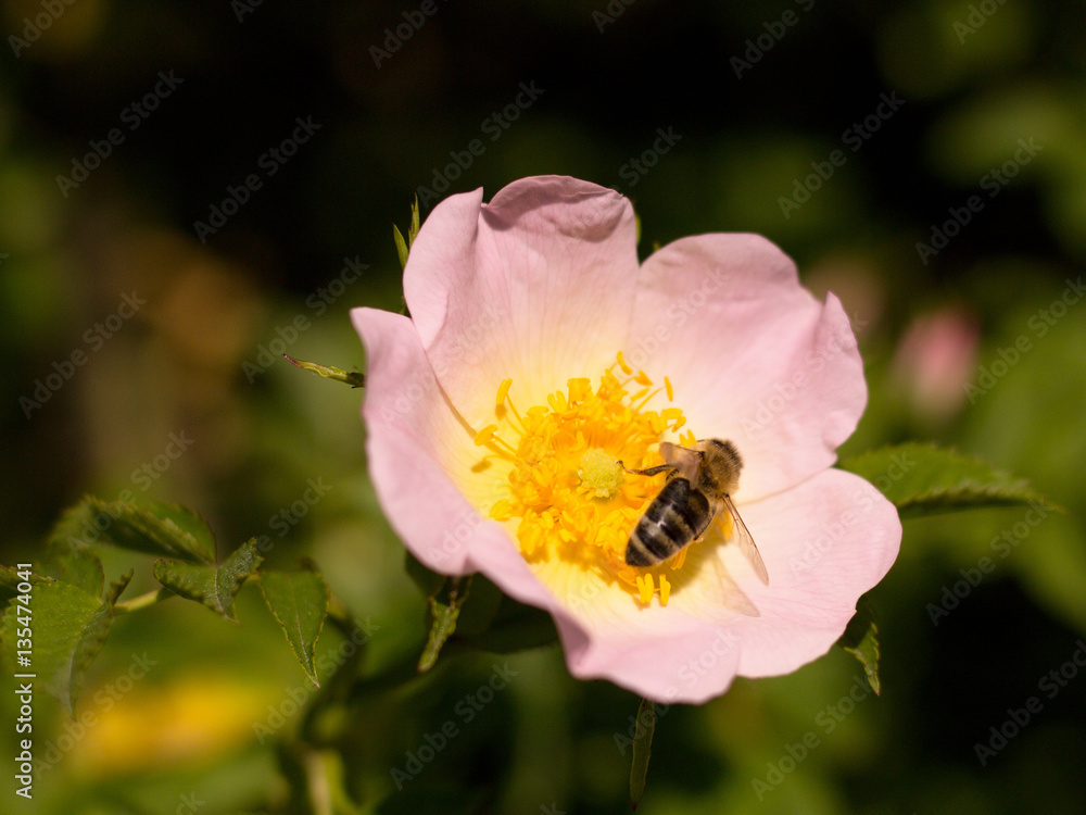 wild rose blooming in the garden wild rose blooming in the garden