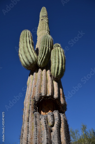 Saguaro Lake