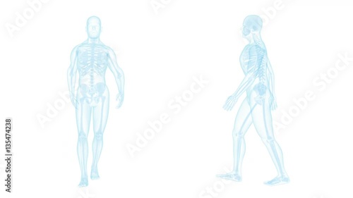 X-ray walking man slow motion looped animated on white background 4K video.