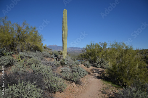 Saguaro Lake