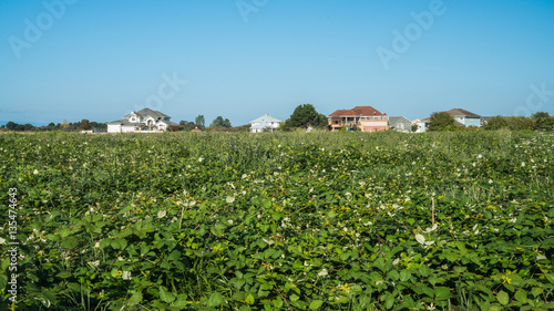 wild black berry field