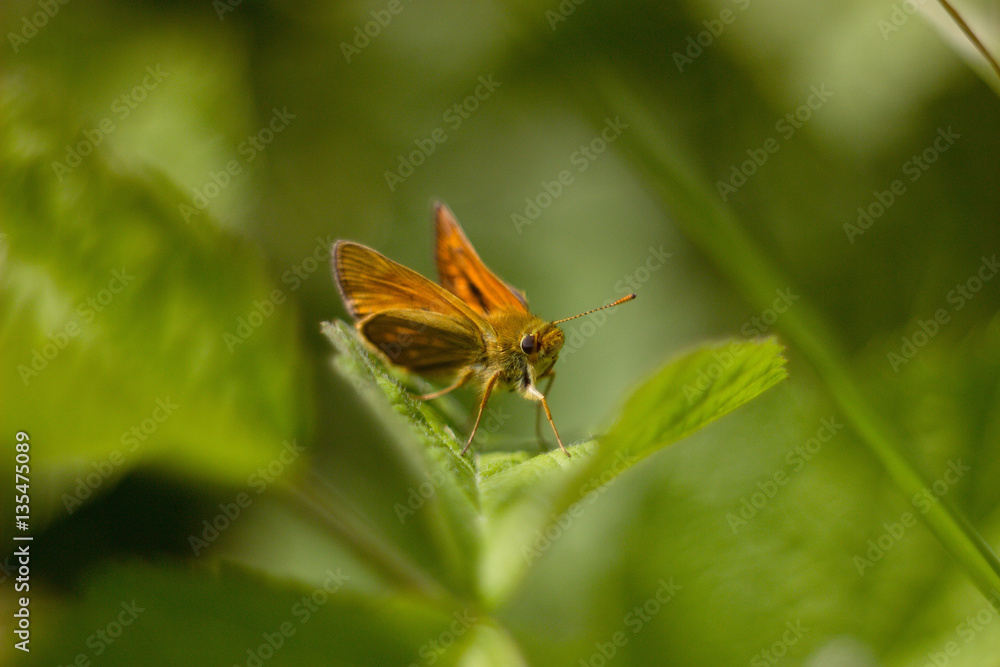 orange butterfly sitting on a plant orange butterfly sitting on a plant