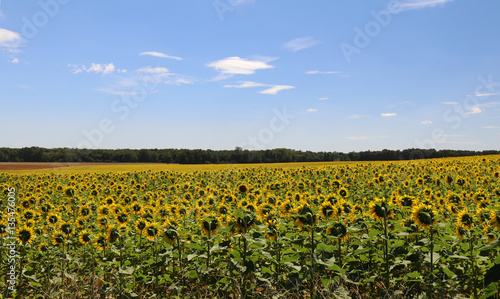 Fototapeta Naklejka Na Ścianę i Meble -  Sonnenblumenfeld 3