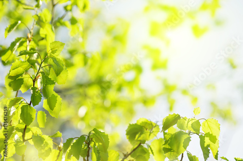Natural bright background. Spring bright background with young leaves of aspen.in the sunlight.