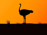 Vector silhouette ostrich on background of sunset