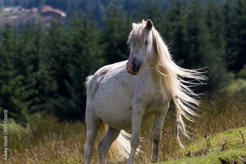 Horse at Brecon Beacon National Parc