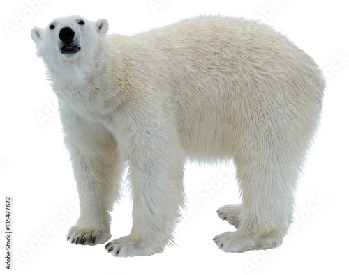 Polar bear isolated © Alexey Seafarer