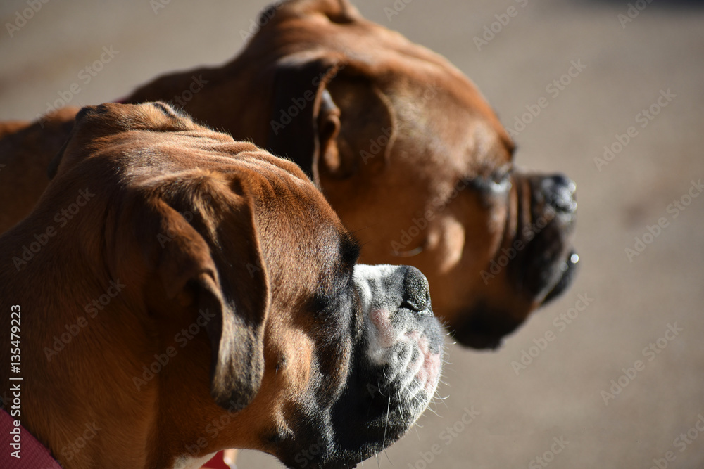 Naklejka premium Boxer Dogs Looking Afar