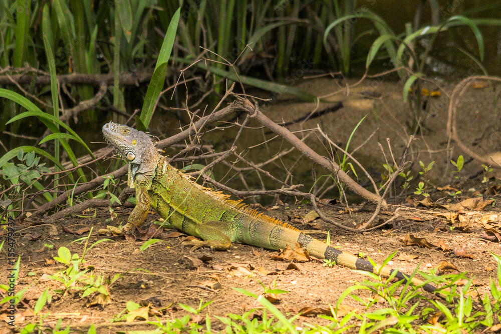 Obraz premium Green iguana walking the Waterside of the old Belize river