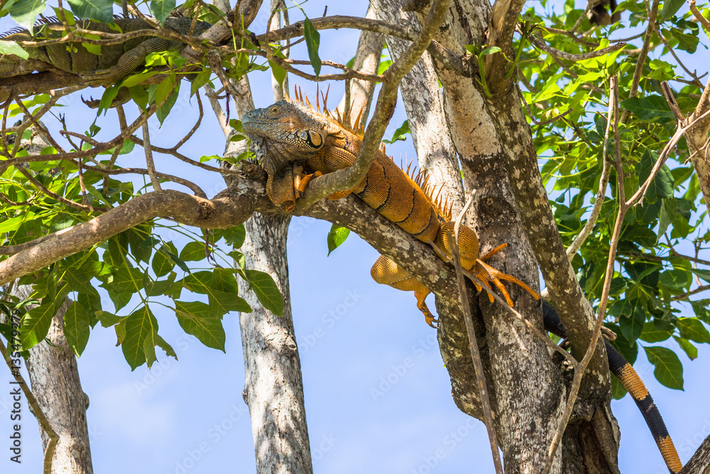 Male green Iguana relaxing in a tree near the old Belize river. Male green Iguana relaxing in a tree near the old Belize river.