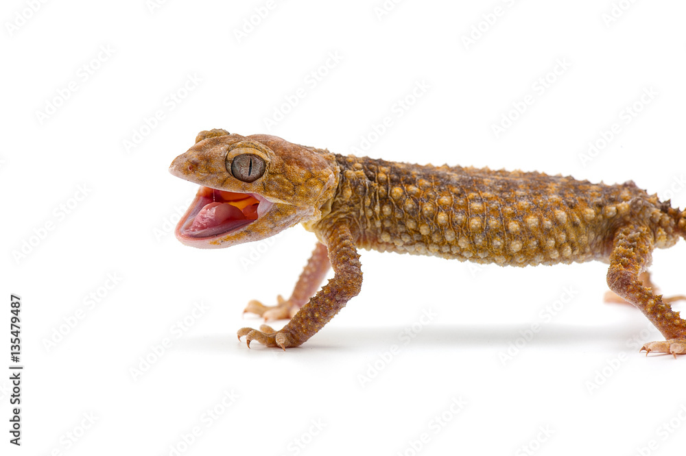 Obraz premium lizard gecko isolated dhite bacground