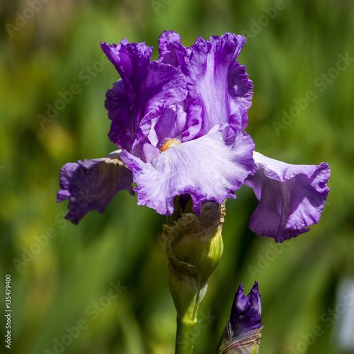 Fototapeta Naklejka Na Ścianę i Meble -  Iris barbata elatior 'Lilac Treat'